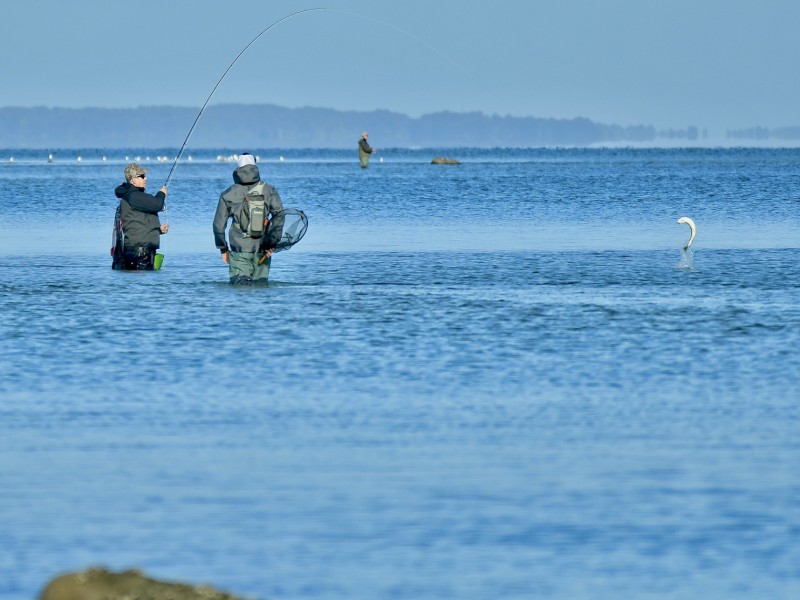 Sea Trout Fly Fishing on the German & Danish Baltic Coast