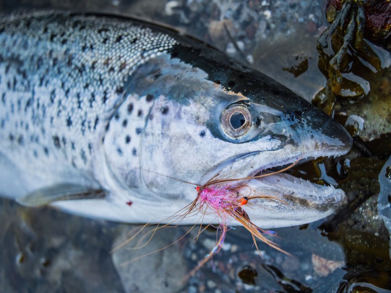Sea Trout Fly Fishing on the German & Danish Baltic Coast