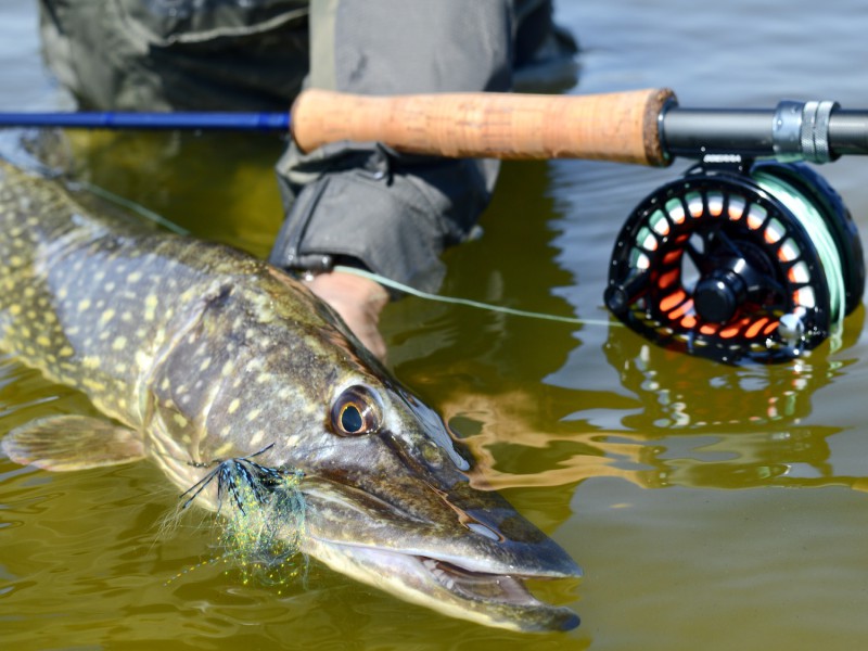 Guided Fly Fishing for Pike, Trout & Grayling