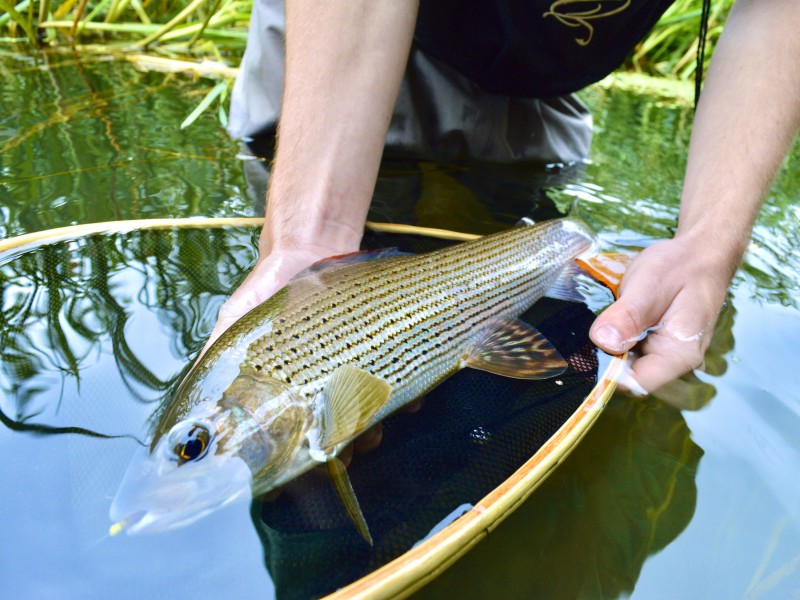 Fly Fishing for Trout, Pike, Barbel & Grayling