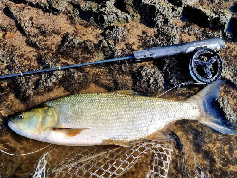 Fly Fishing for Trout, Pike, Barbel & Grayling