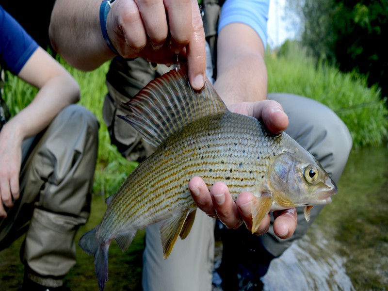 Guided Fly Fishing Tour for Trout, Barbel and Grayling