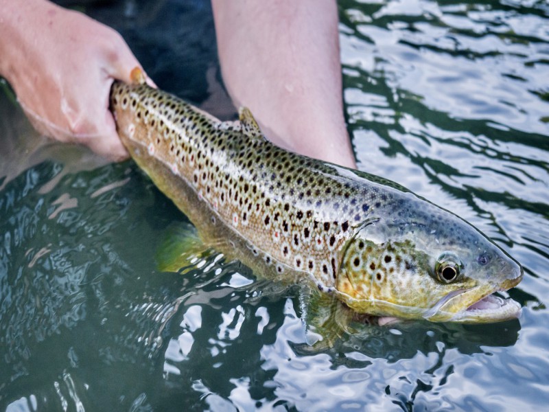 Guided Fly Fishing Tour for Trout, Barbel and Grayling