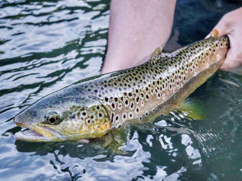 Fly Fishing for Brown Trout in the Greater Rhineland-Palatinate Area