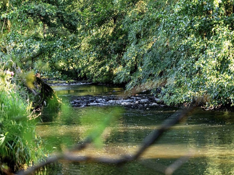 Fly Fishing for Brown Trout in the Greater Rhineland-Palatinate Area