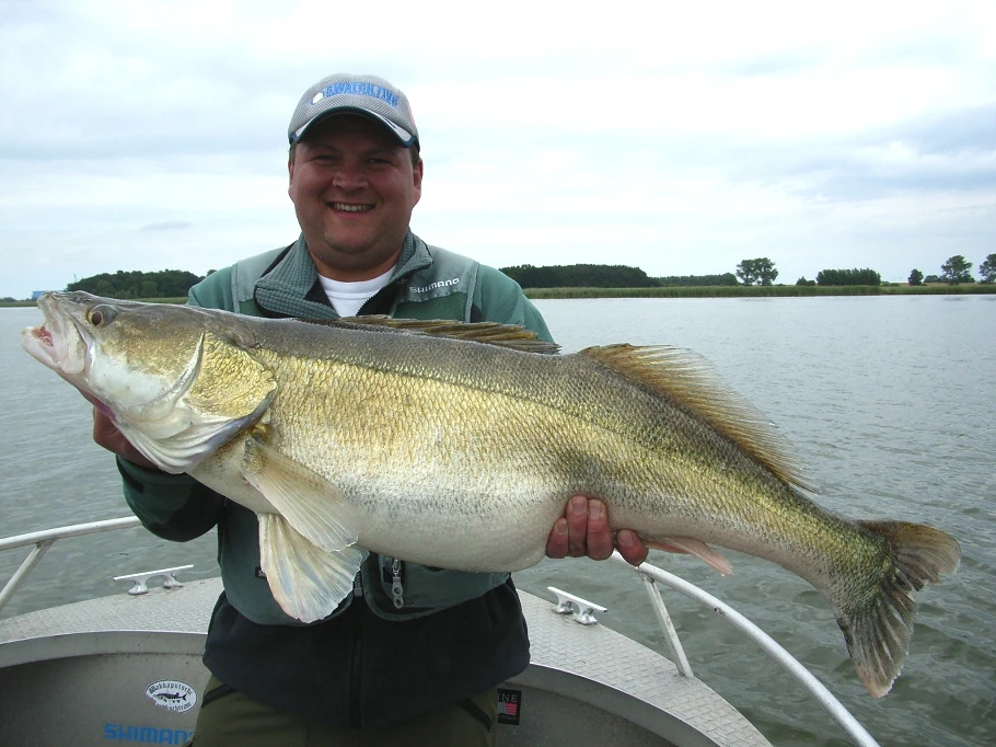 Zander in Netherlands