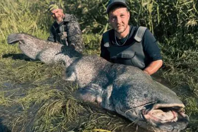 Exclusive catfish tour Sven Dombach – Camargue